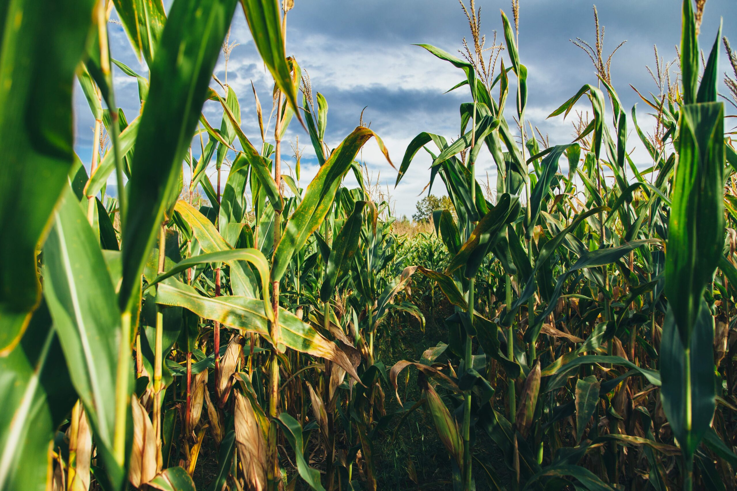 You are currently viewing Midwestern Corn Suffers as a Result of Climate Change